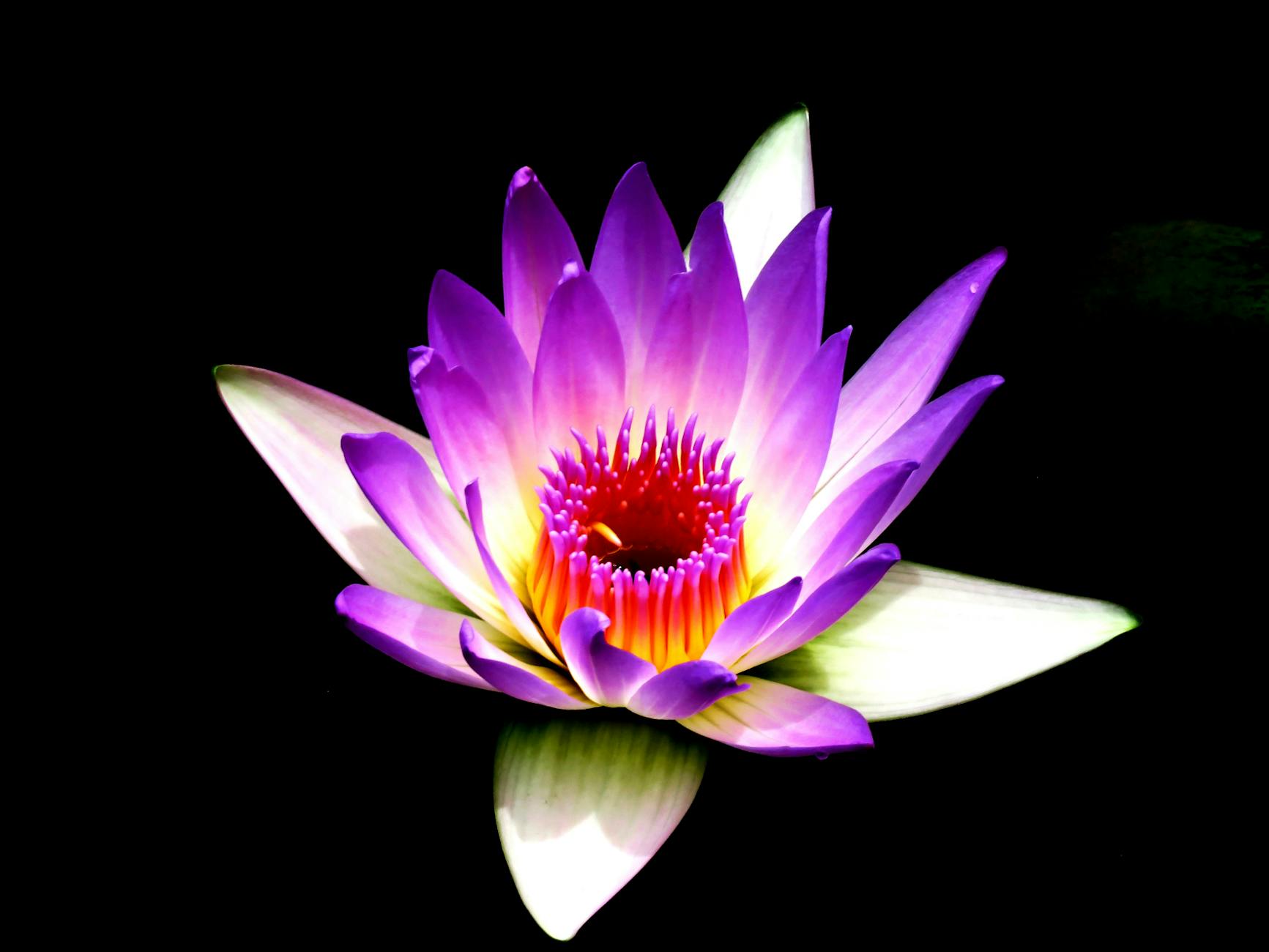 Field Note – The Practice of Immortality