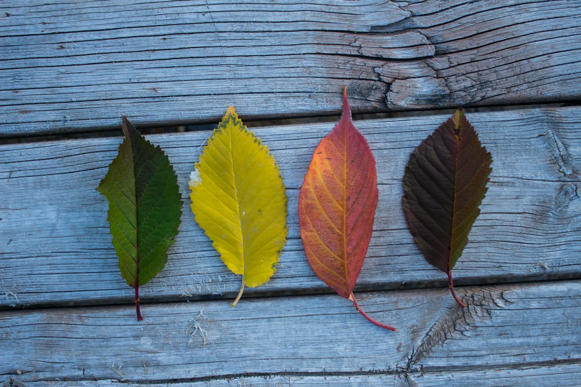 Field Note – The Four Agreements